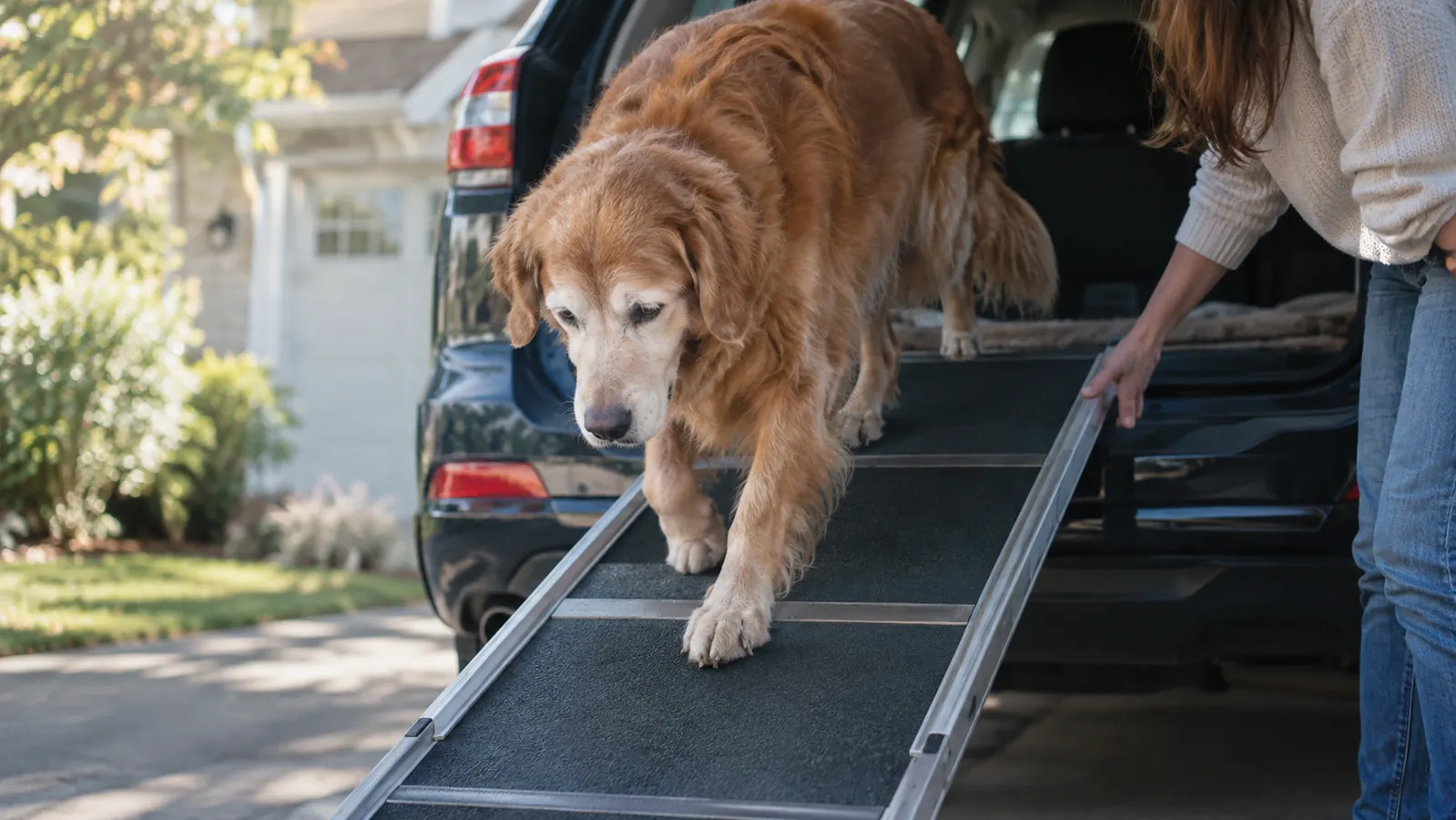 10 Reasons a Dog Ramp Protects Senior Dog Joints